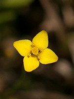 Cicendia filiformis