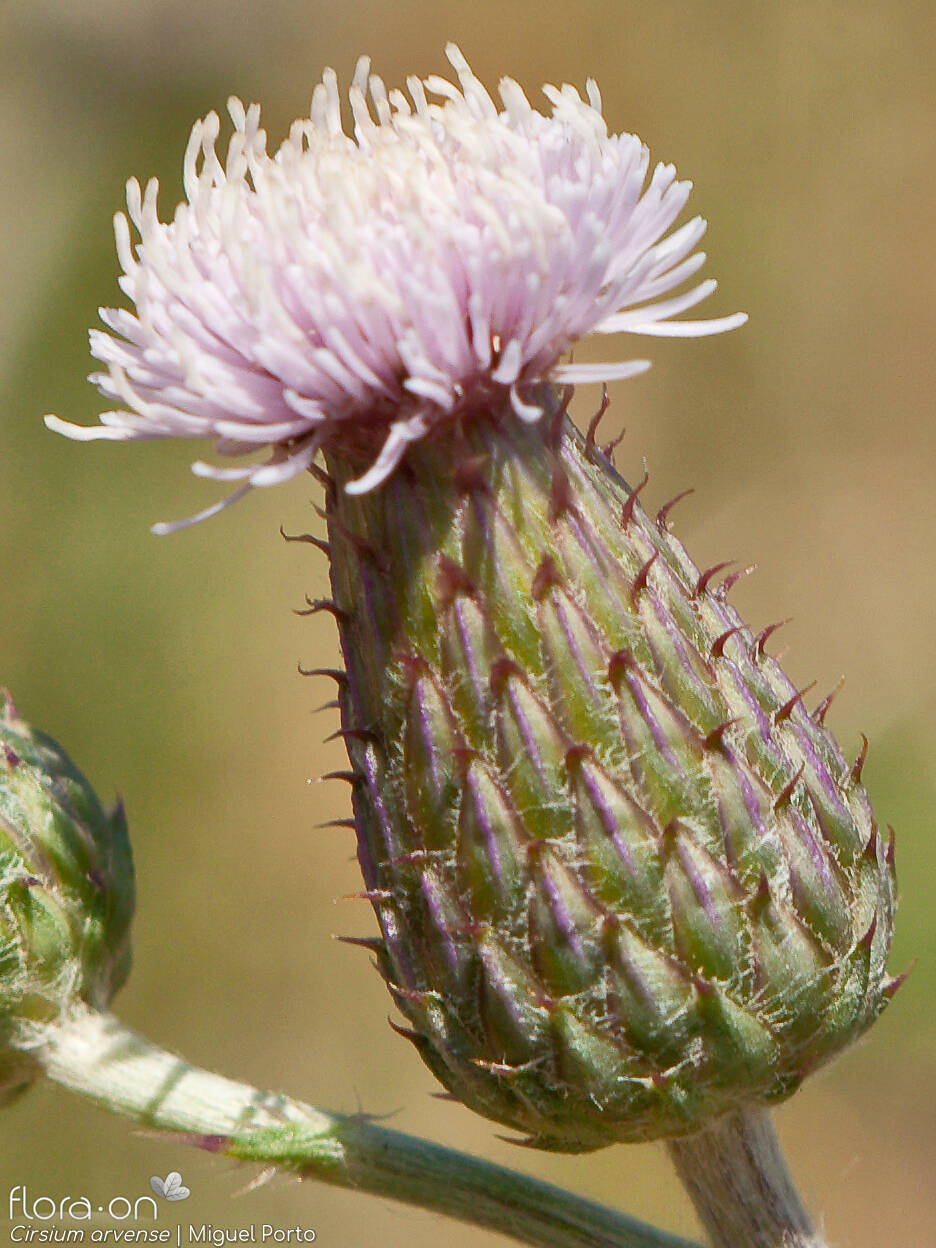 Cirsium arvense