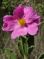 Cistus crispus