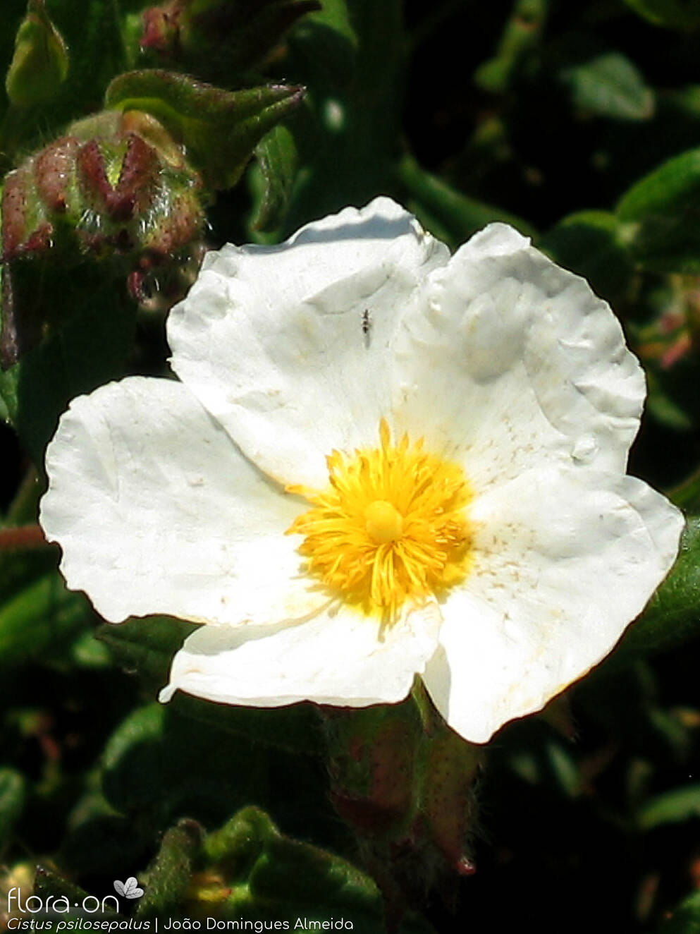 Cistus psilosepalus