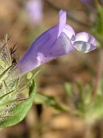 Cleonia lusitanica