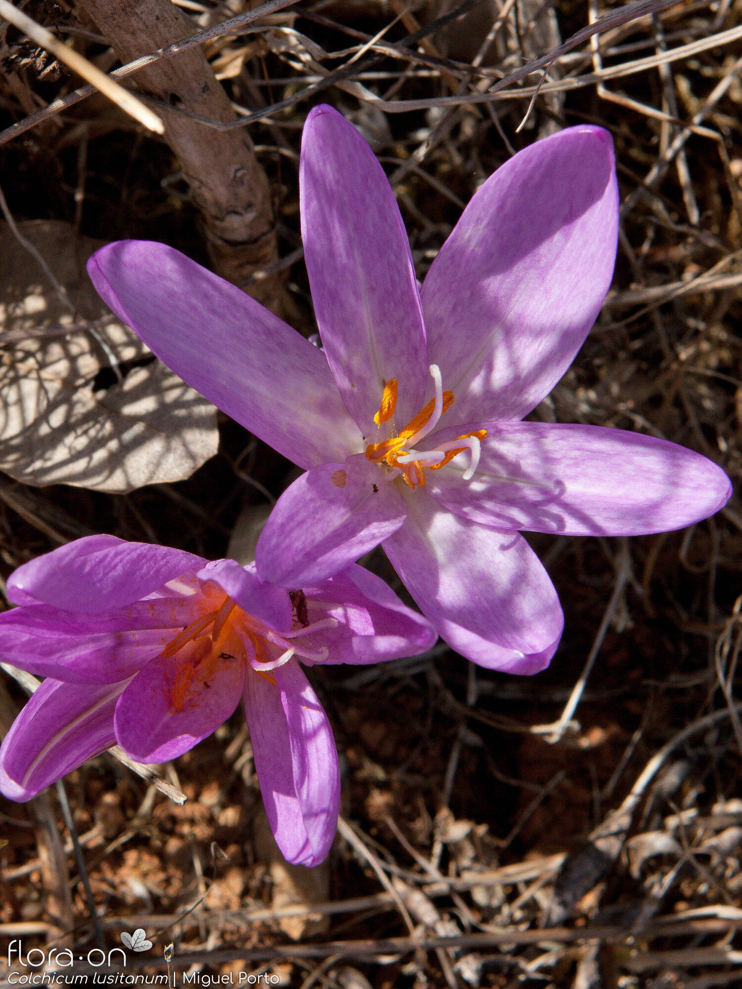 Colchicum lusitanum