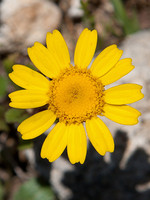 Coleostephus myconis