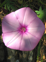 Convolvulus althaeoides