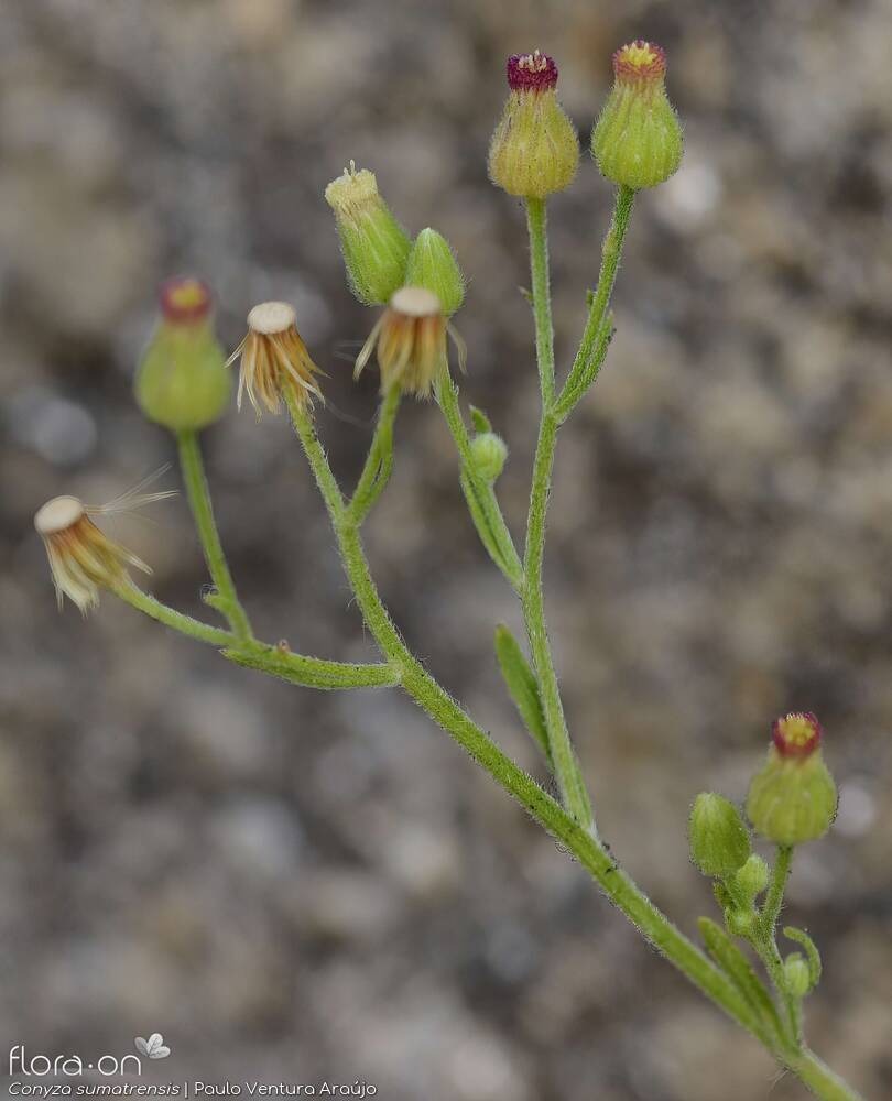 Conyza sumatrensis