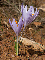 Crocus serotinus
