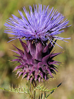 Cynara humilis