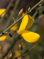 Cytisus grandiflorus