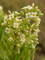 Daphne gnidium