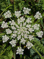 Daucus muricatus