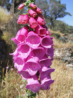Digitalis purpurea