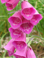 Digitalis purpurea