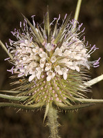Dipsacus comosus