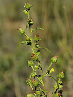 Dittrichia graveolens
