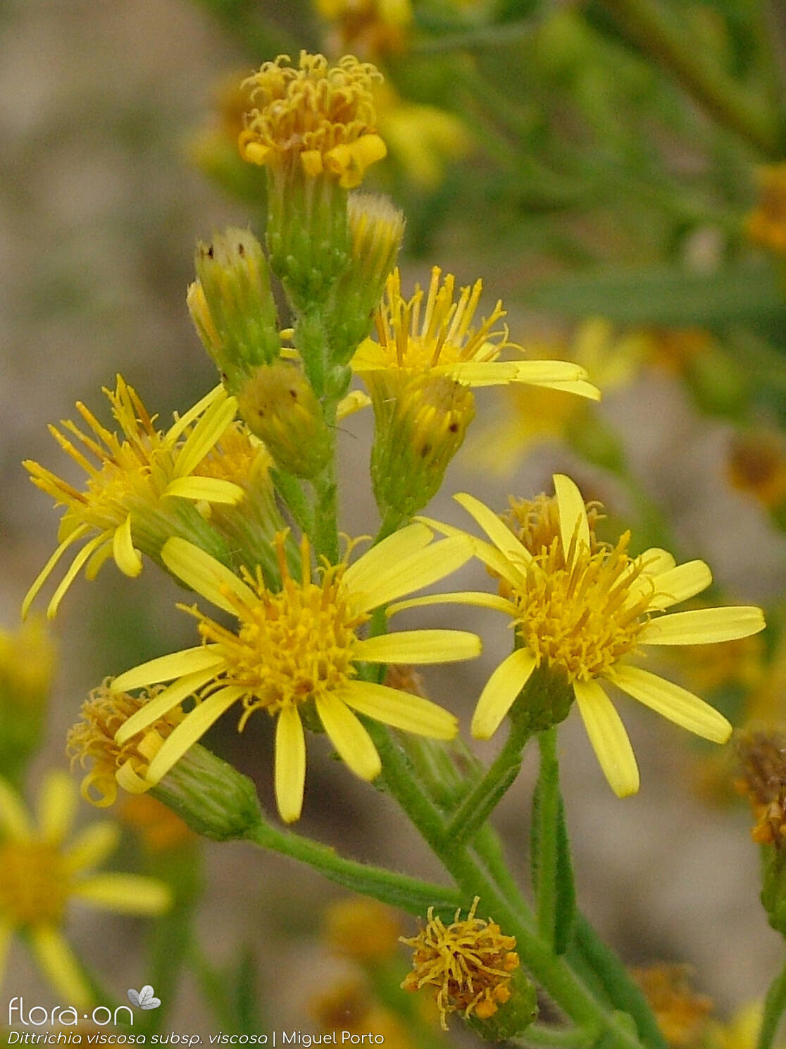 Dittrichia viscosa
