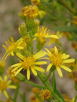 Dittrichia viscosa