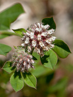 Dorycnium rectum