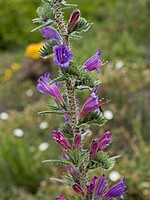 Echium tuberculatum