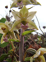 Epipactis lusitanica