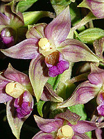 Epipactis tremolsii