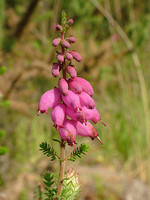 Erica ciliaris