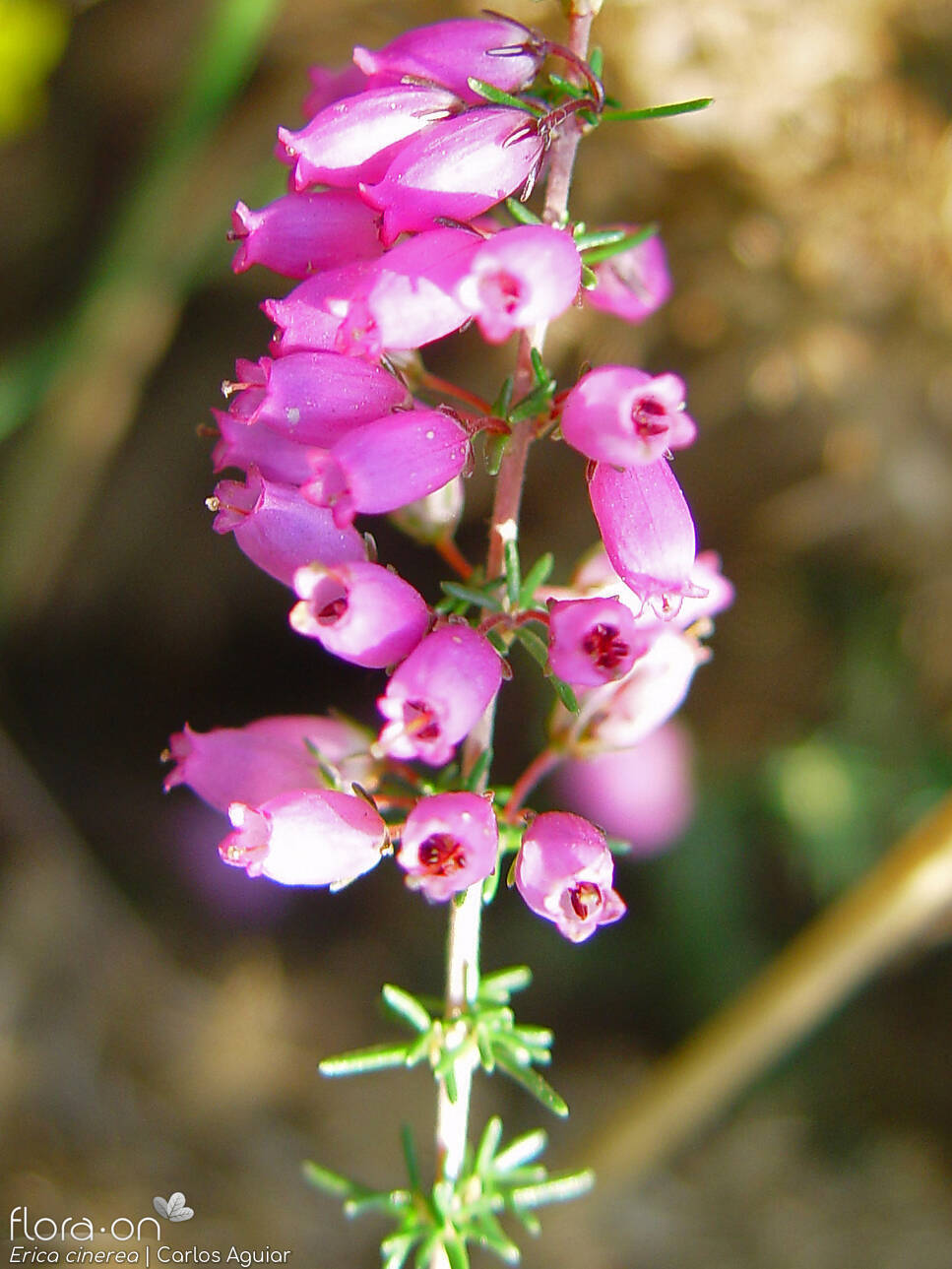 Erica cinerea