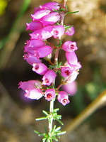 Erica cinerea
