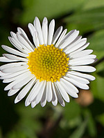 Erigeron karvinskianus