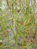 Eryngium corniculatum