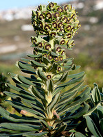 Euphorbia characias-(1)