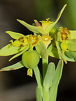 Euphorbia exigua