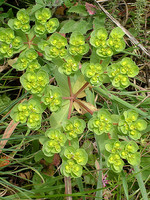 Euphorbia helioscopia