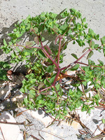Euphorbia peplus