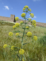 Ferula communis