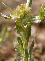 Filago pyramidata