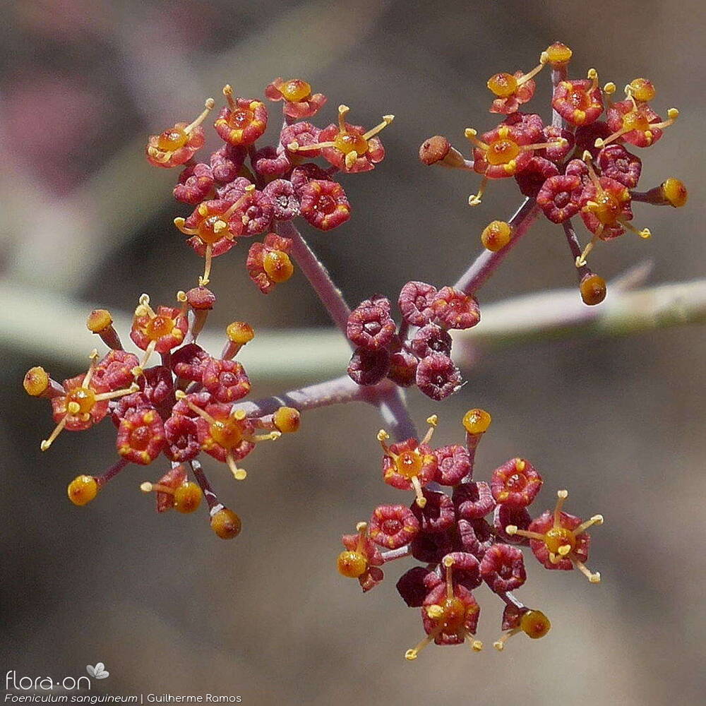 Foeniculum sanguineum