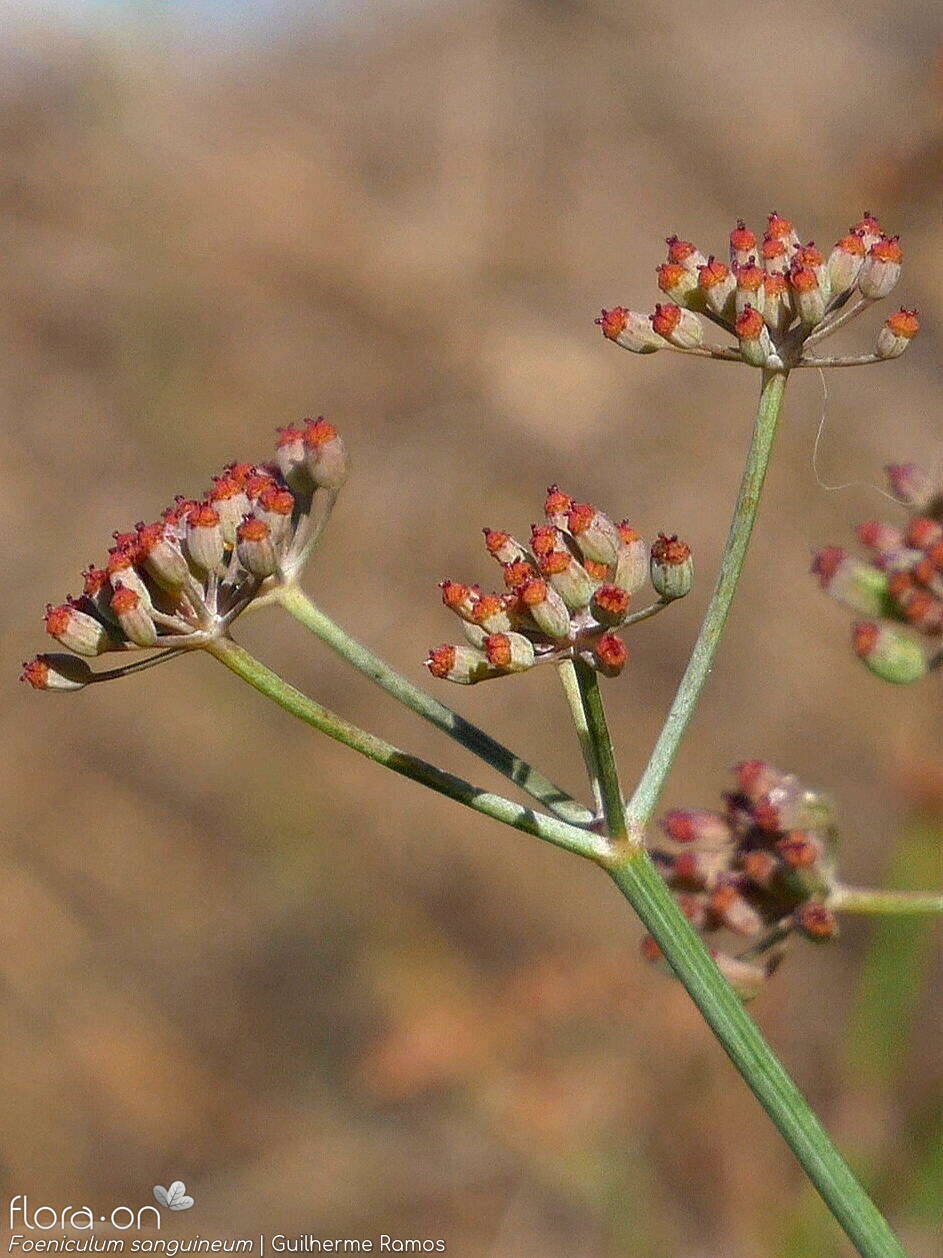 Foeniculum sanguineum - Flor (geral) | Guilherme Ramos; CC BY-NC 4.0
