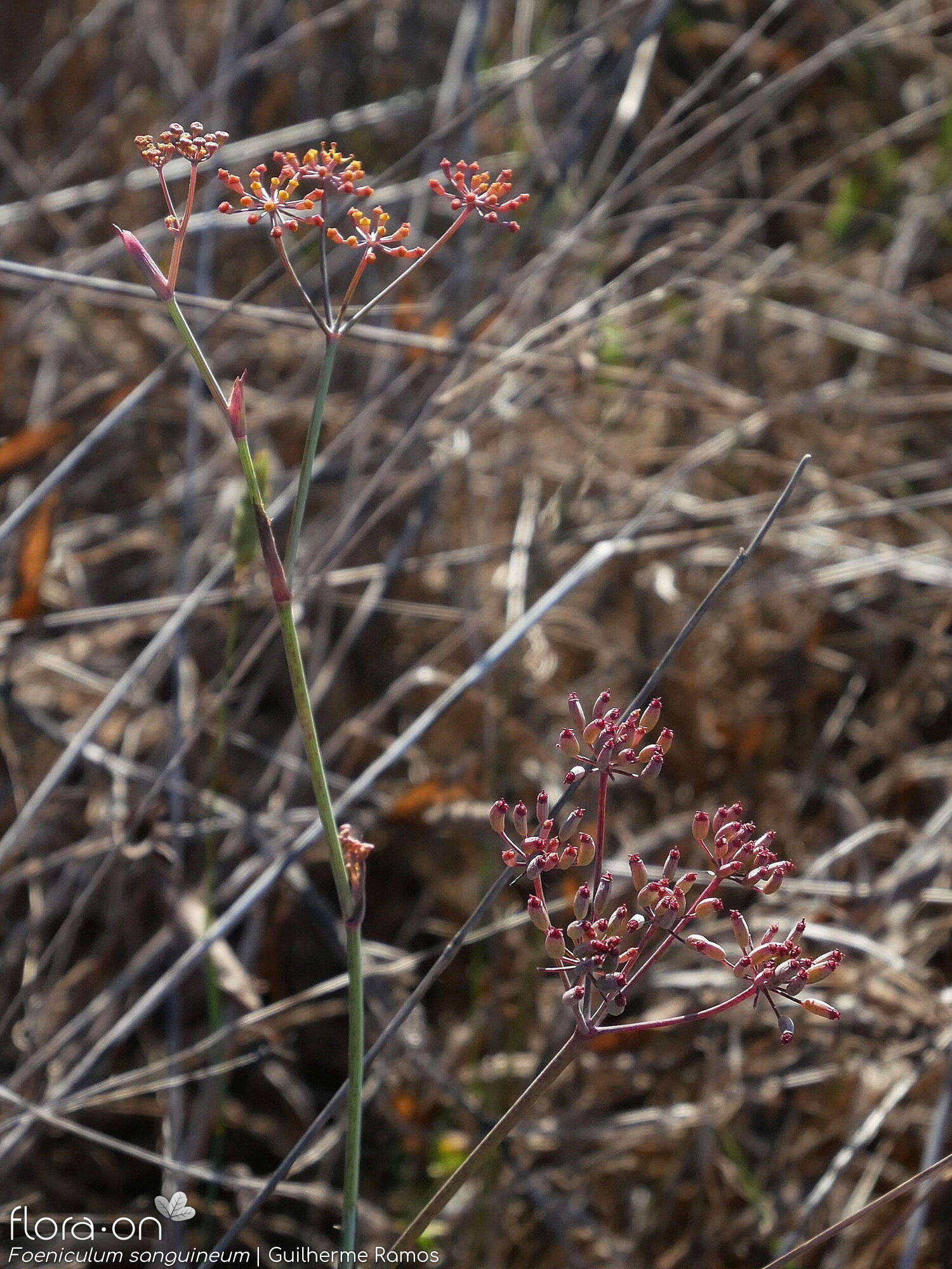 Foeniculum sanguineum - Flor (geral) | Guilherme Ramos; CC BY-NC 4.0