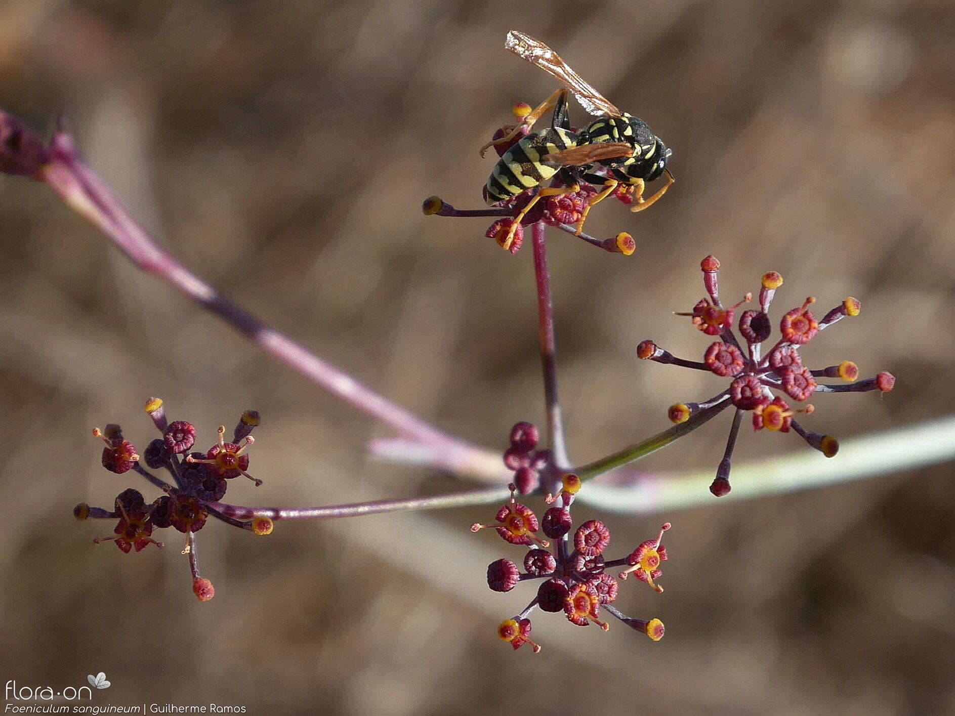 Foeniculum sanguineum - Flor (geral) | Guilherme Ramos; CC BY-NC 4.0