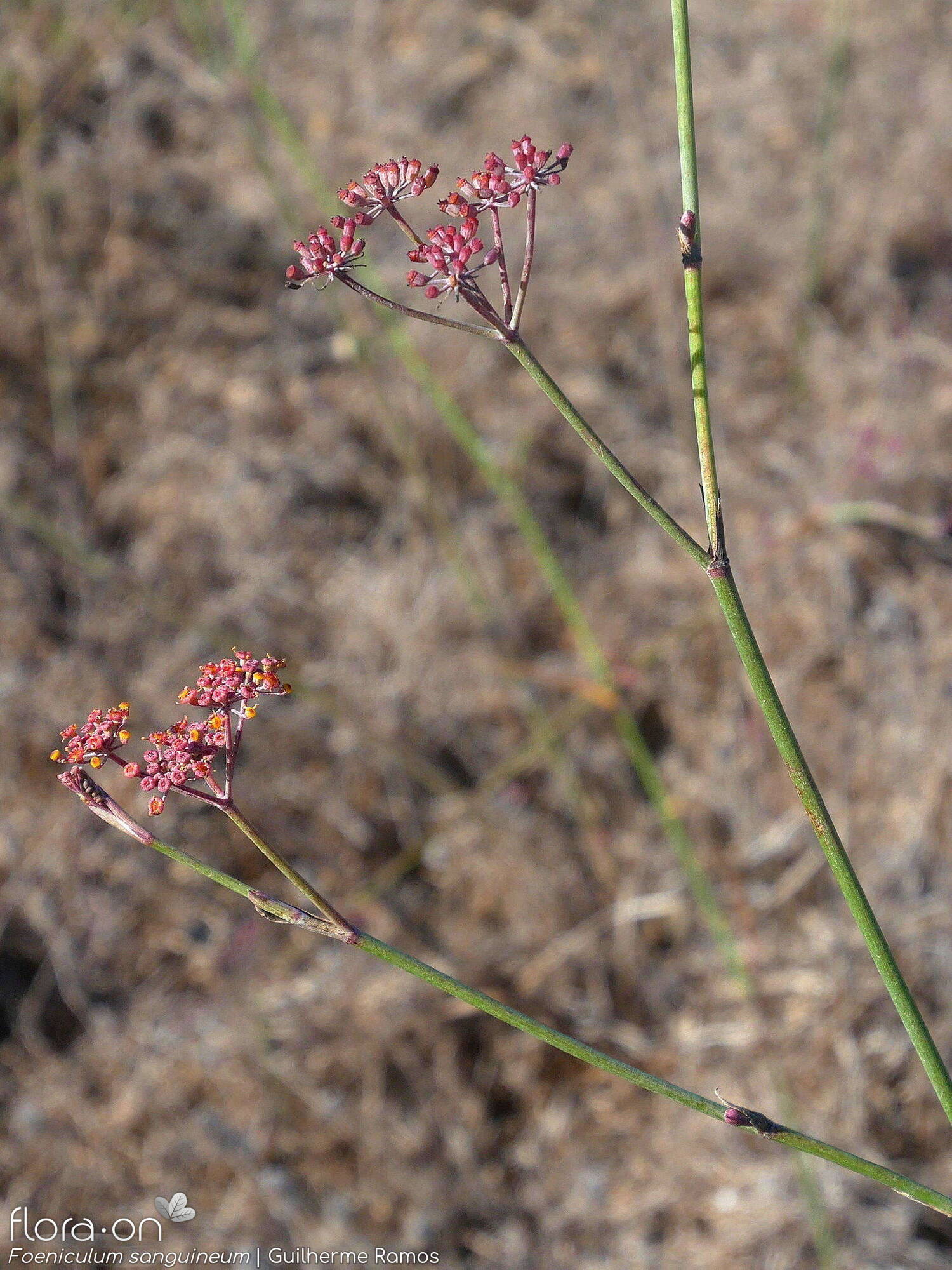 Foeniculum sanguineum - Flor (geral) | Guilherme Ramos; CC BY-NC 4.0
