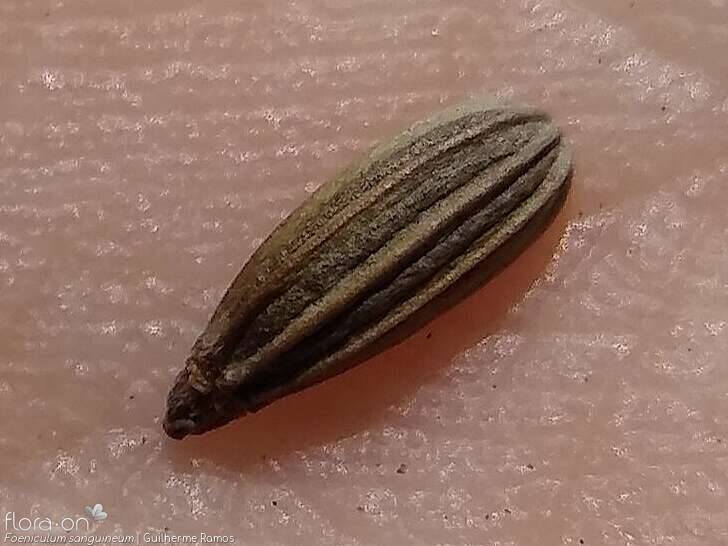 Foeniculum sanguineum - Semente | Guilherme Ramos; CC BY-NC 4.0