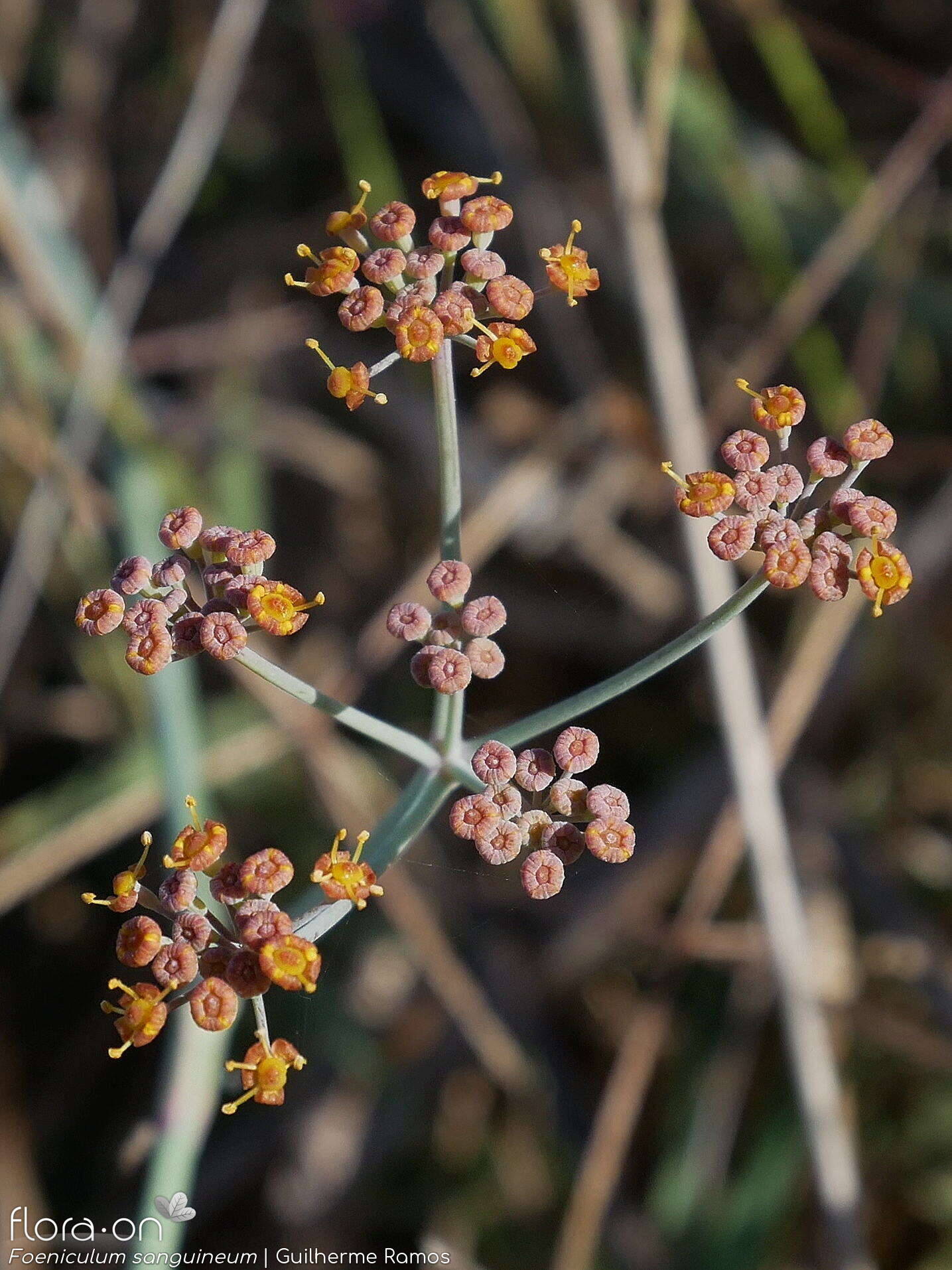 Foeniculum sanguineum - Flor (geral) | Guilherme Ramos; CC BY-NC 4.0
