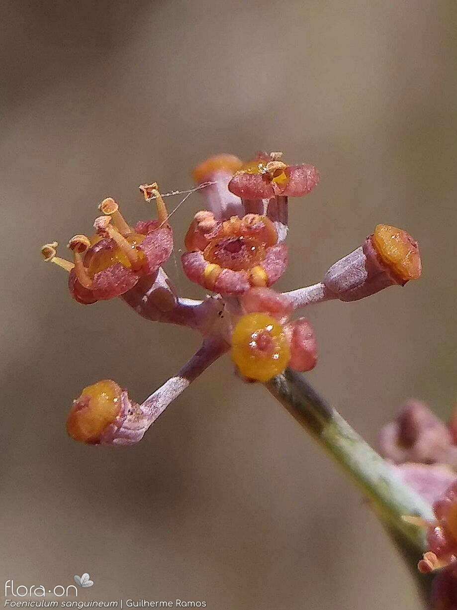 Foeniculum sanguineum - Flor (close-up) | Guilherme Ramos; CC BY-NC 4.0