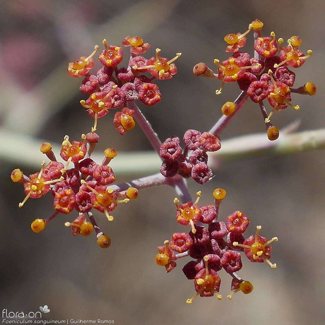 Foeniculum sanguineum - Flor (close-up) | Guilherme Ramos; CC BY-NC 4.0