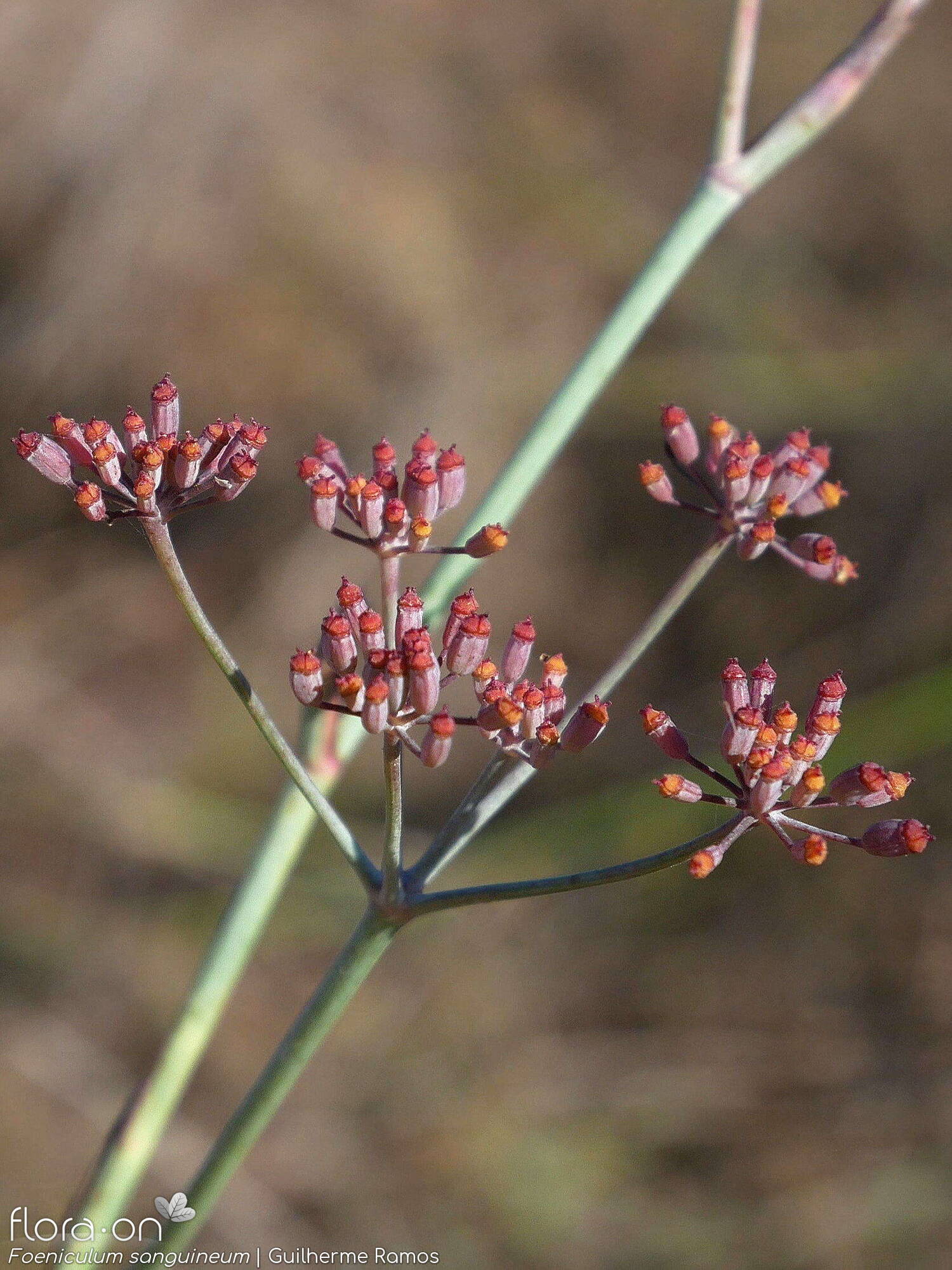 Foeniculum sanguineum - Flor (geral) | Guilherme Ramos; CC BY-NC 4.0