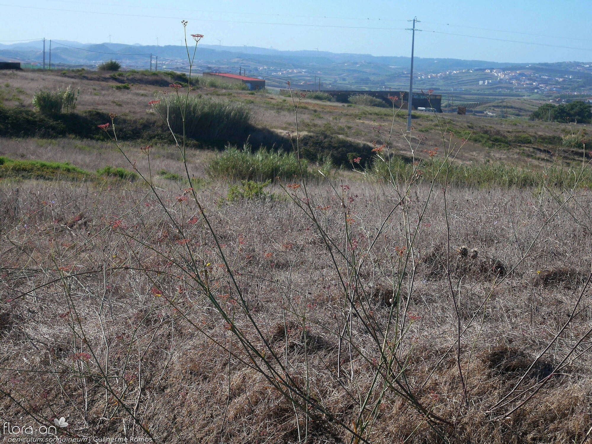 Foeniculum sanguineum - Hábito | Guilherme Ramos; CC BY-NC 4.0