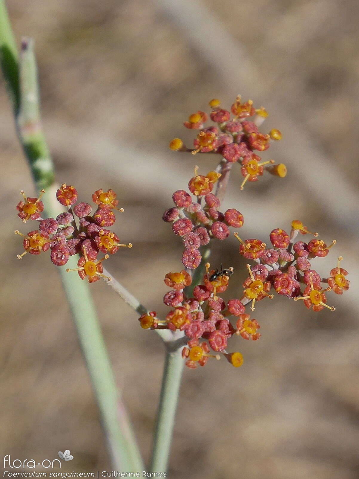 Foeniculum sanguineum - Flor (geral) | Guilherme Ramos; CC BY-NC 4.0