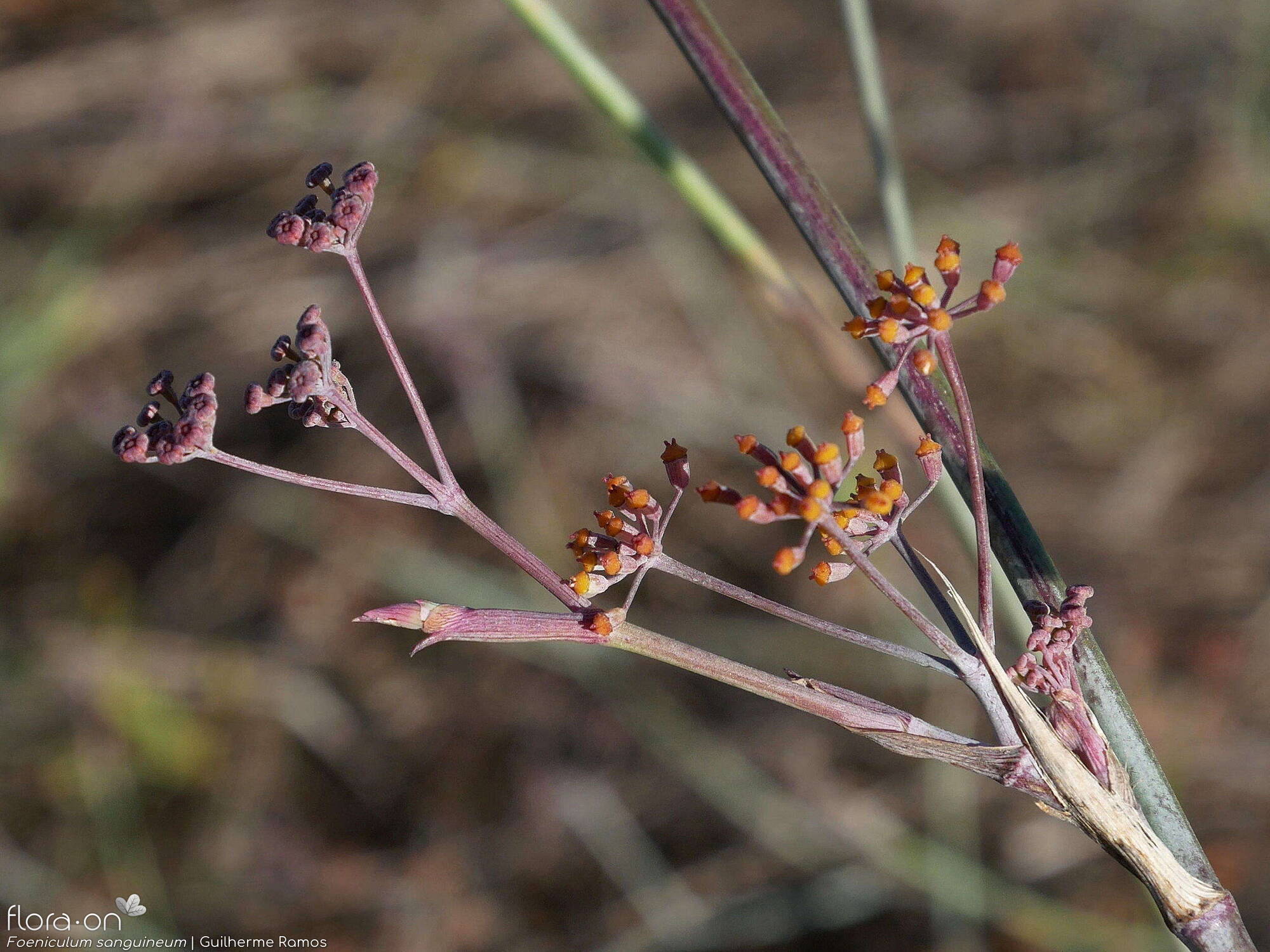 Foeniculum sanguineum - Flor (geral) | Guilherme Ramos; CC BY-NC 4.0