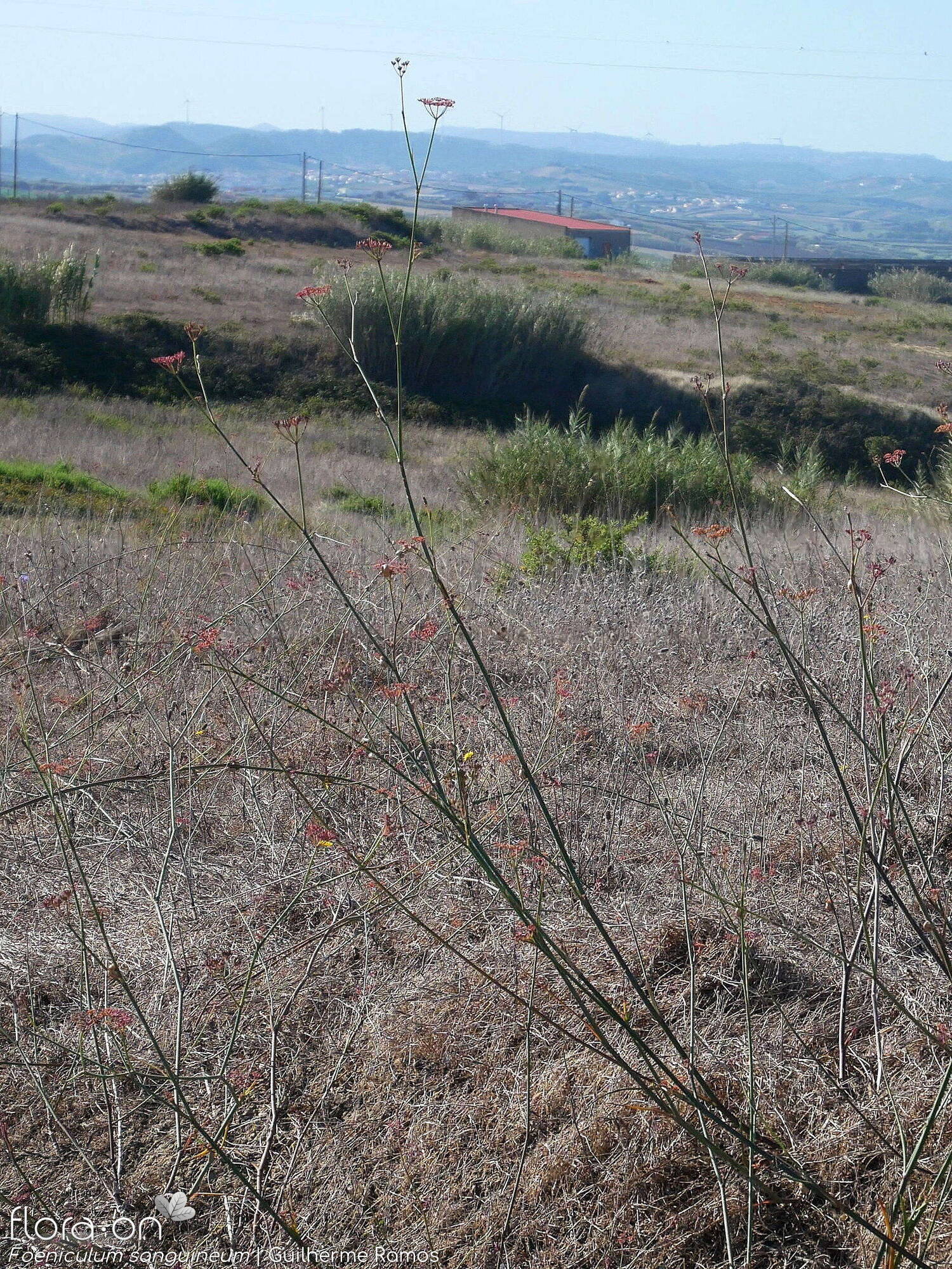 Foeniculum sanguineum - Hábito | Guilherme Ramos; CC BY-NC 4.0