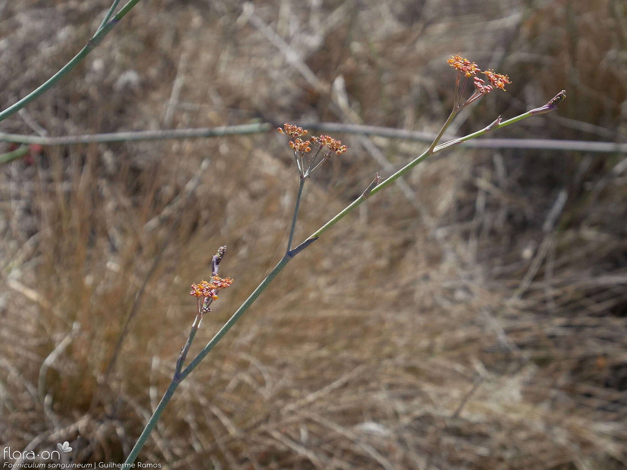 Foeniculum sanguineum - Flor (geral) | Guilherme Ramos; CC BY-NC 4.0